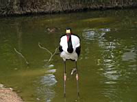 Jabiru du Senegal, Ephippiorrhynchus senegalensis (Photo F. Mrugala) (2)